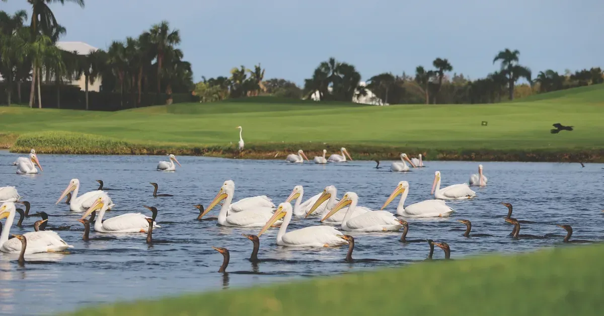 Orchid Island Vero Beach Pelicans