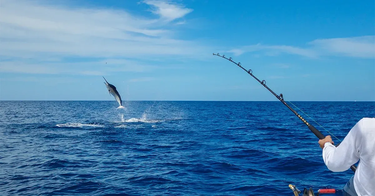 Sailfish Boating Fishing 052926